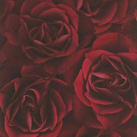 Rasch Tapete Crispy Paper 525625 #Floral Rose wallpaper